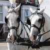 Mersea Island White Horse Wedding Carriage