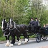 Warwick Shire Horse Carriages 