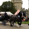 Warwick Shire Horse Carriages 