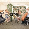 Kavolini String Quartet & Band